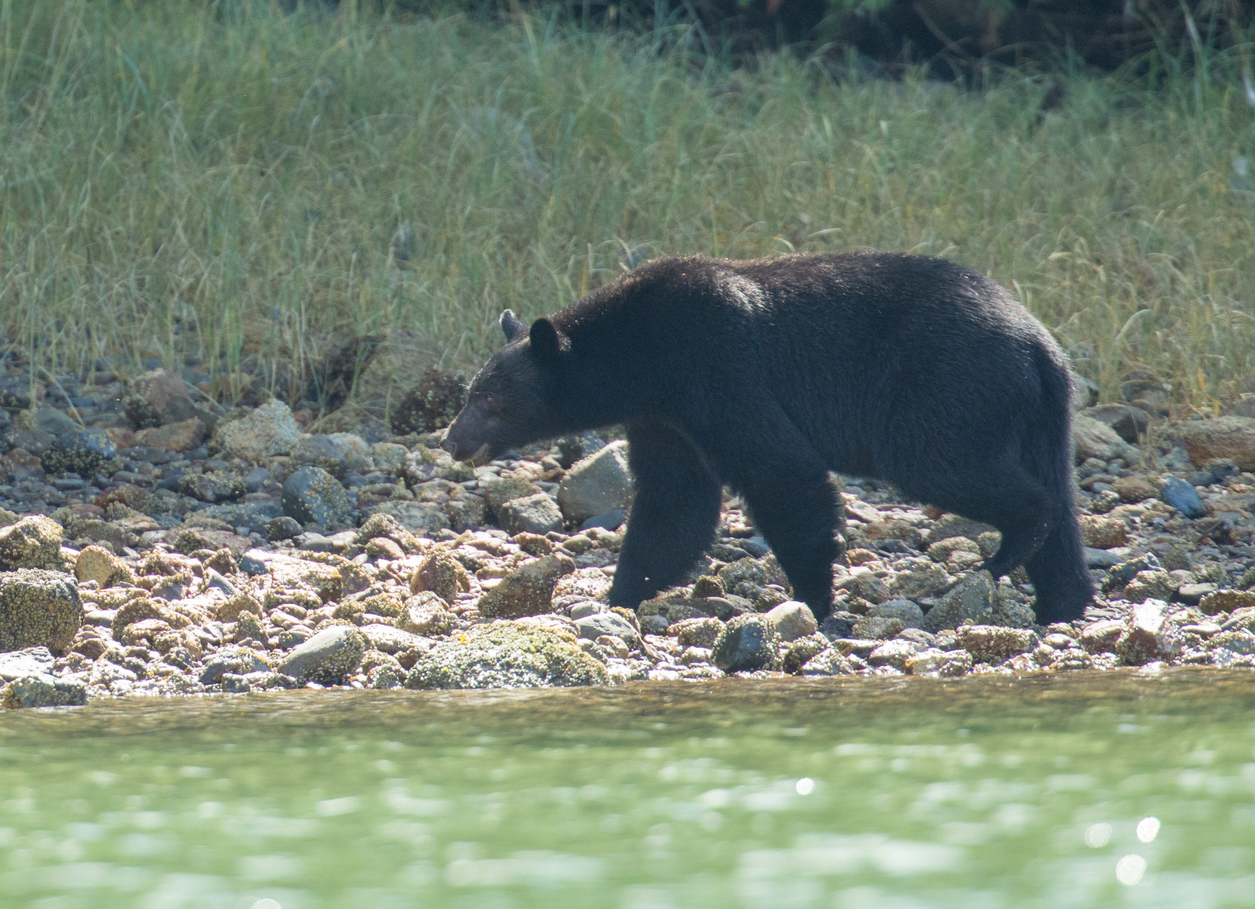 slide-bear-th Black Bear Rolling a Rock