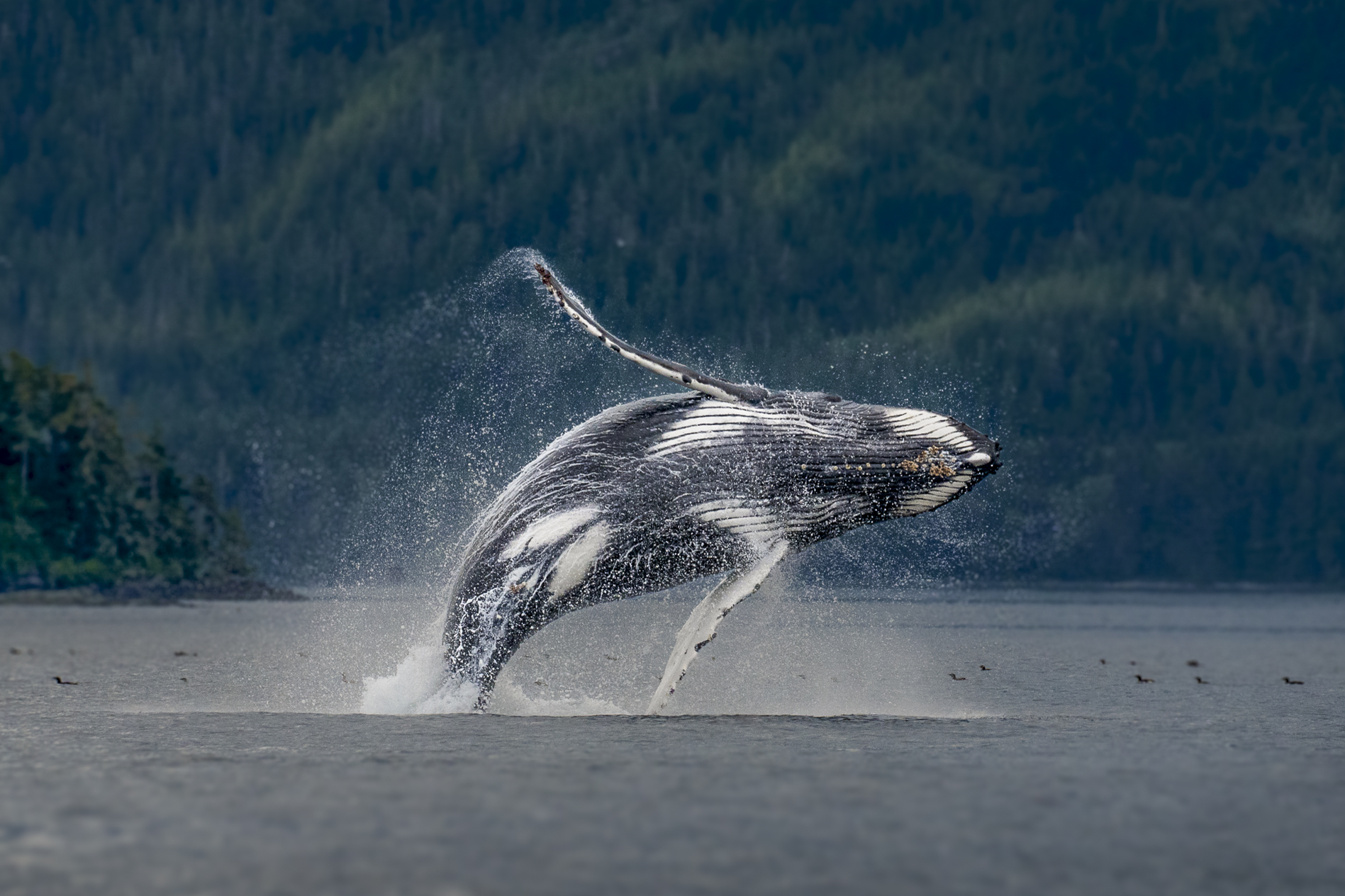 slide-breach Grey Whale Tail