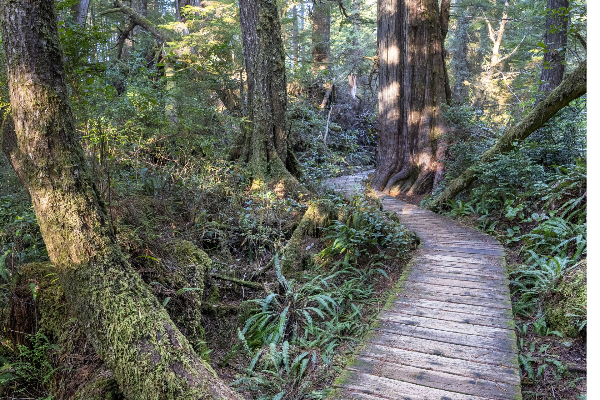 meares-boardwalk Meares Island Big Trail Tree